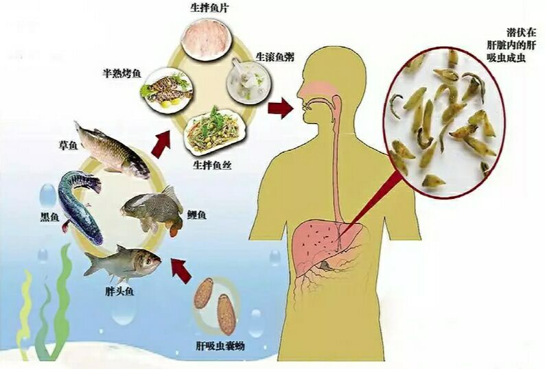 最新挤寄生虫视频合集，揭示寄生虫的真相与防治知识